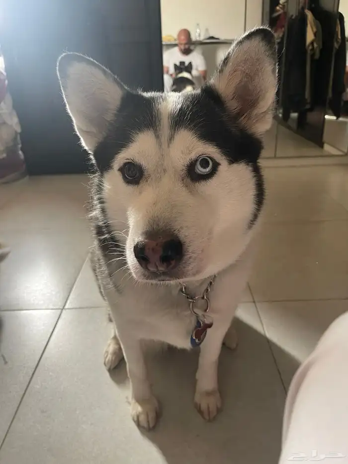 كلاب هاسكي للتبني بمبلغ رمزي 3