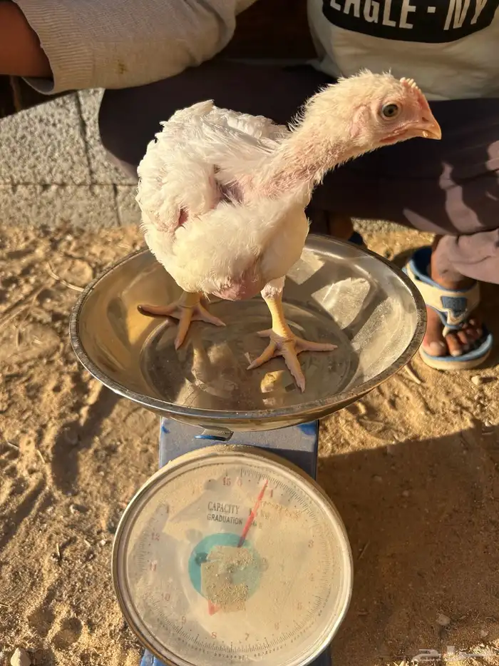 صوص دجاج لاحم 2