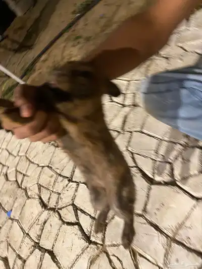 السلام عليكم عندي ارنب قزم للبيع index