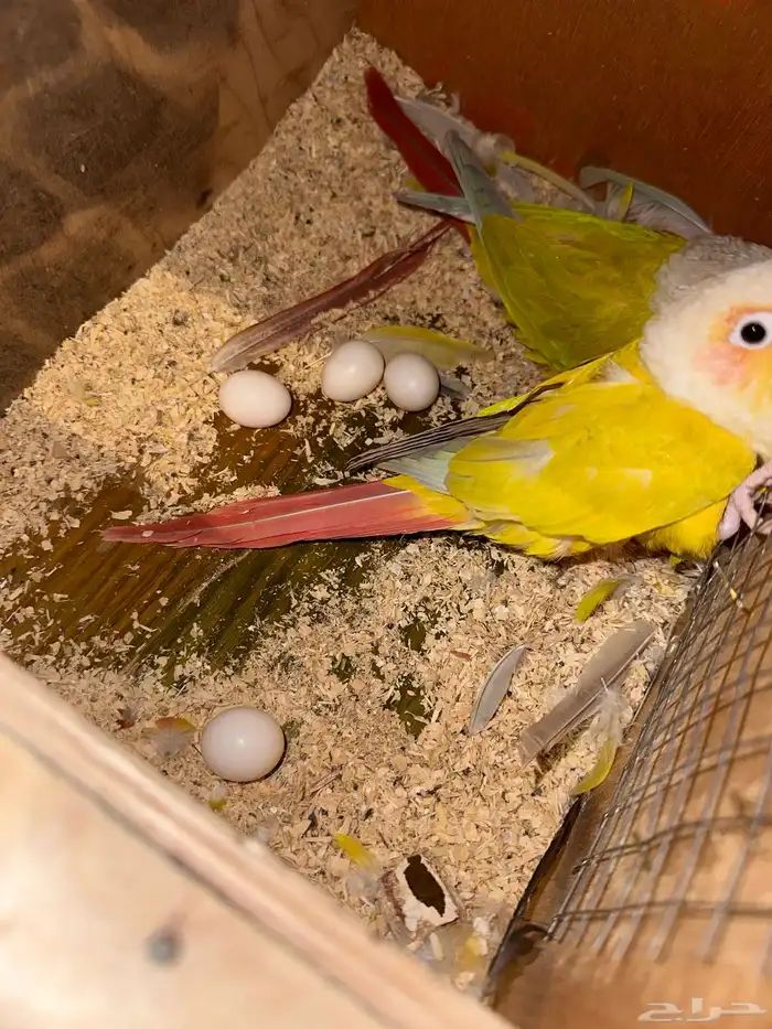 زوج كنيور مع 4 بيضات تم البيع 5