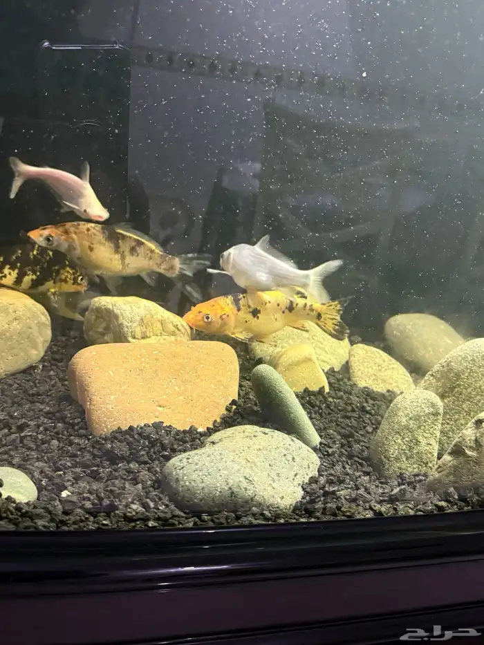 سمك كوي للبيع 0