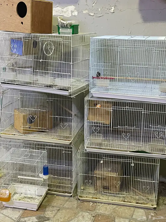 قفاصة 601 نظاف بجميع اغرضهم 0