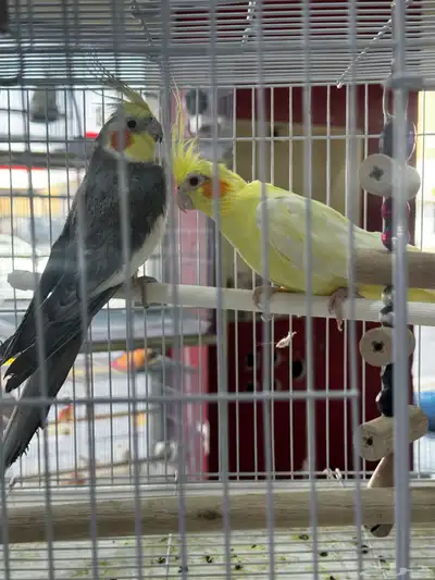 كروان جوز اليف index