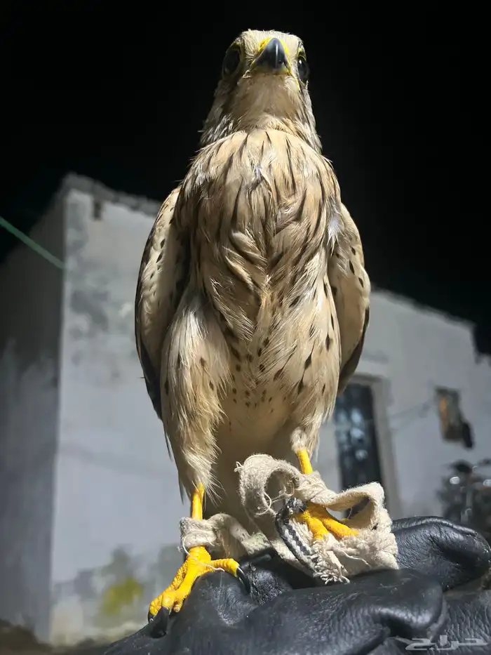 شبوط أو بأشق للبيع 2