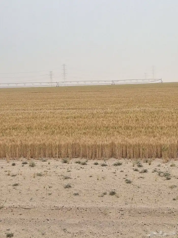 للايجار في قريه العليا 0