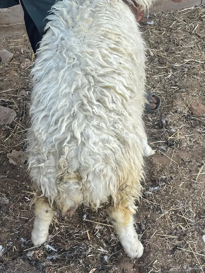 رخال نعيمي للبيع(تم البيع ) 1