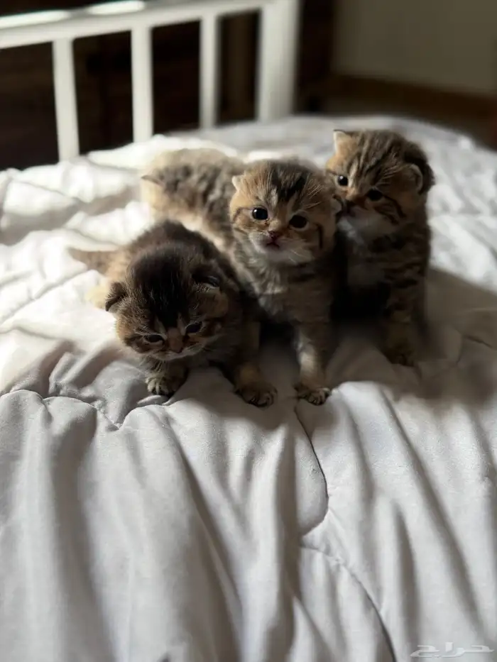 قطط سكوتش للحجز 0