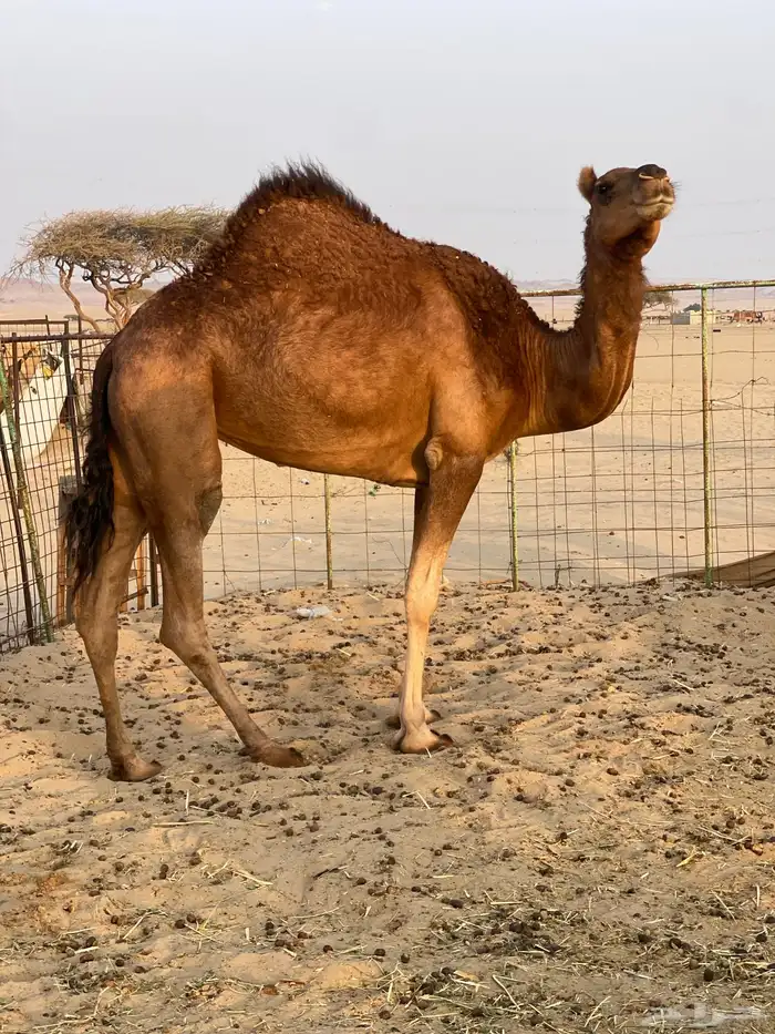 للبيع بكره ثنيه حايل 2