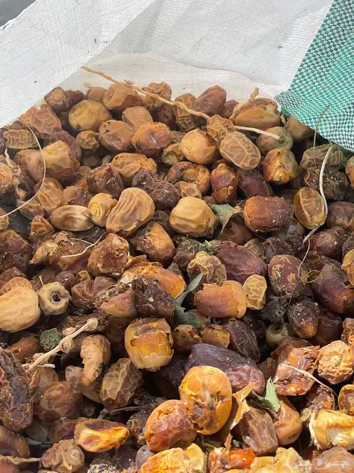 تمر علف عدد 250 كيس 1