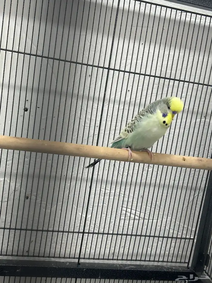 للبيع ذكر بادجي انجليزي 0