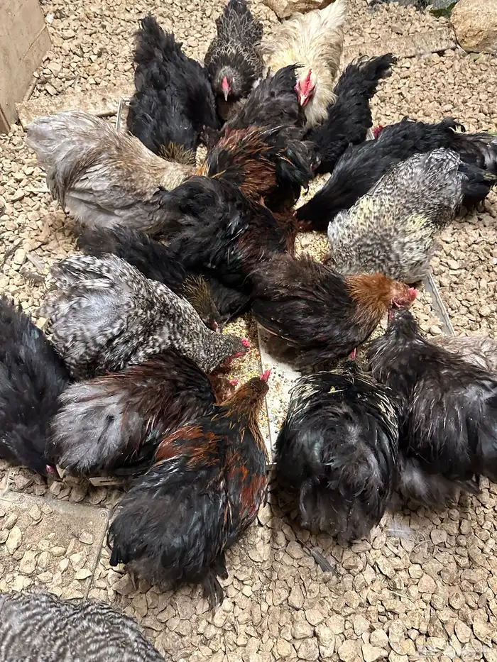 دجاج كوشن بداية انتاج 1