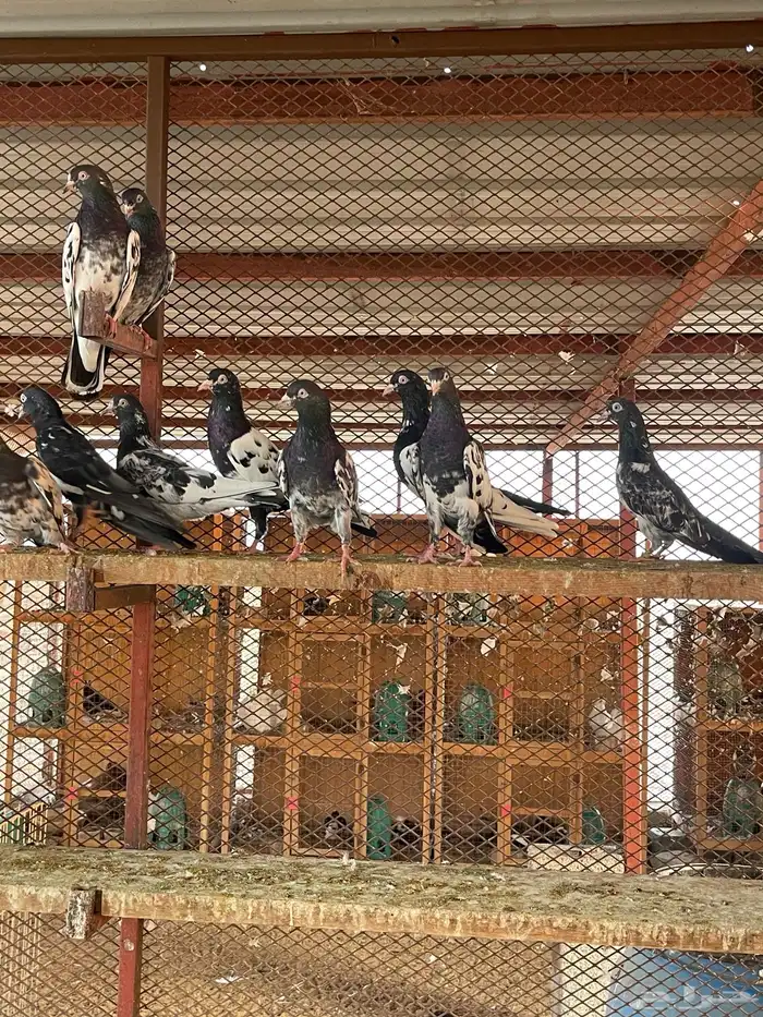 حمام باكستاني رام بوري 2