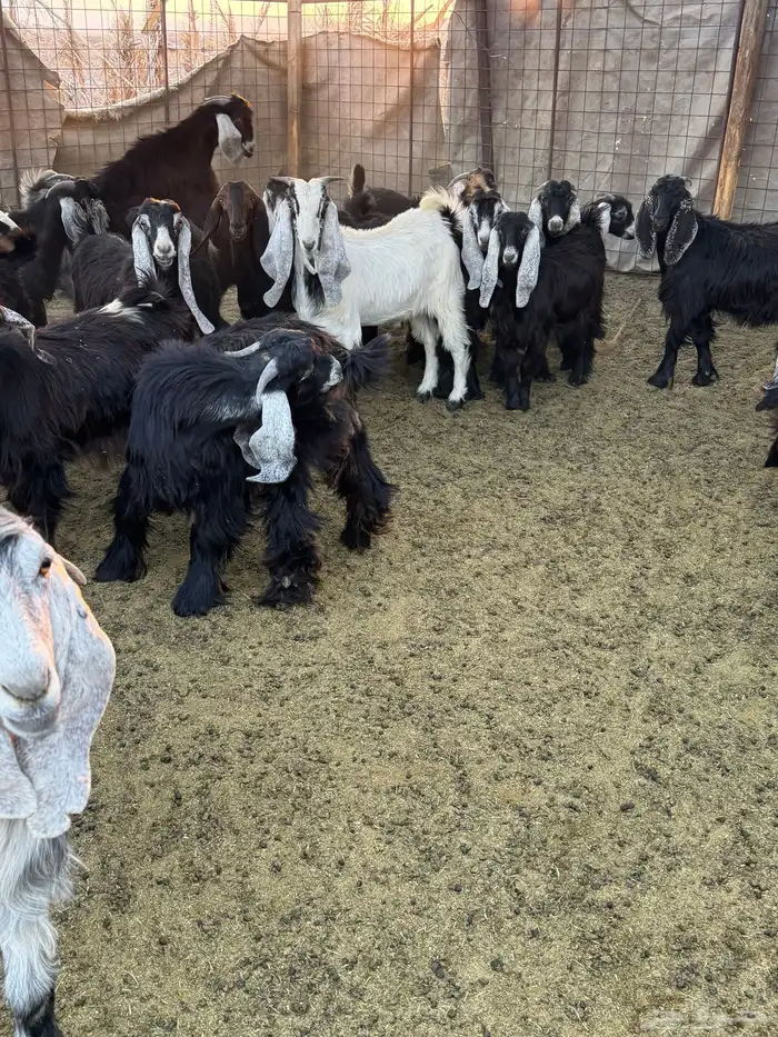 تيوس وجفار للبيع 6