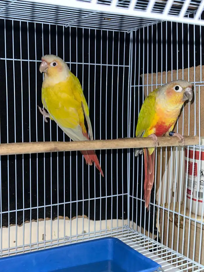 زوج كنيور مع 4 بيضات تم البيع 3