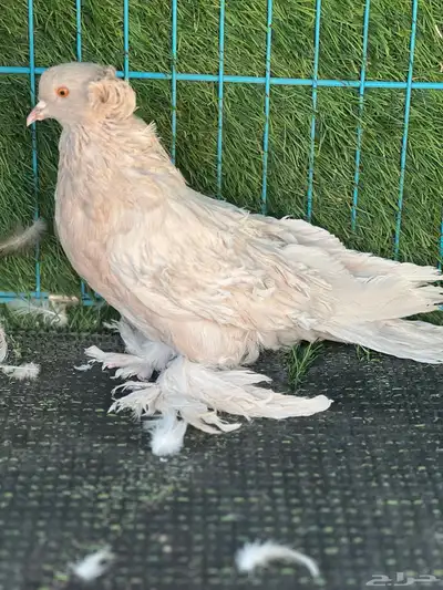 حمام مفتل index