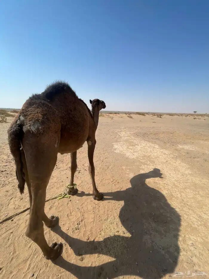 قعود للبيع 0