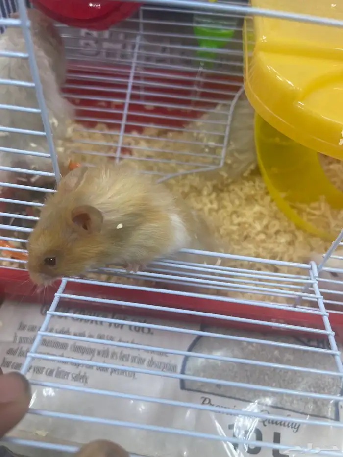 هامستر للبيع 12