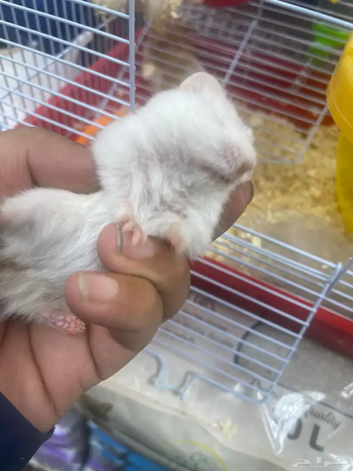 هامستر للبيع 0