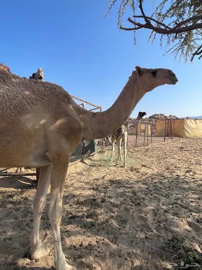 خلفه حمراء شماليه بكر ثنيه 0