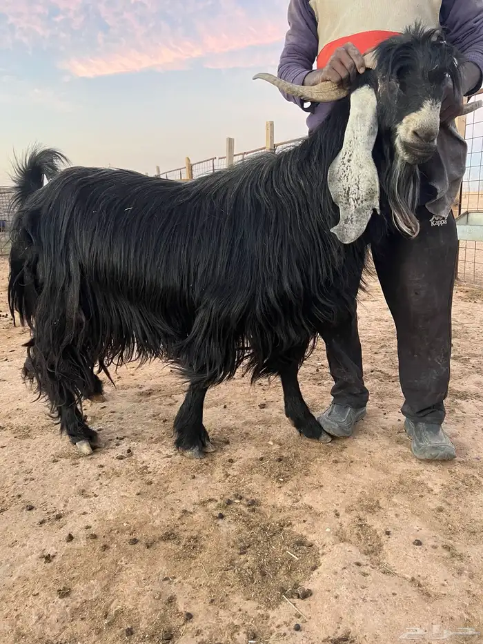 تيس عارضي فحل 1