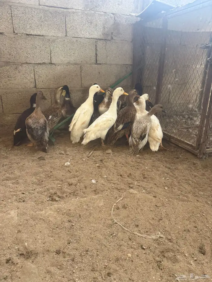 بط بكيني وشرشيري وخضيري 3