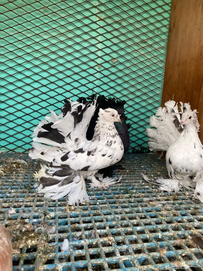 حمام رقاص هندي 0