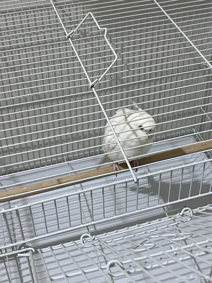 طير كروان البينو متكلم أليف يحب العب للبيع 6