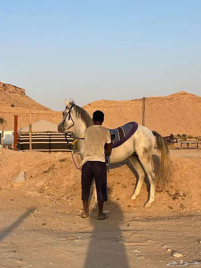 مهر شعبي واهو 1