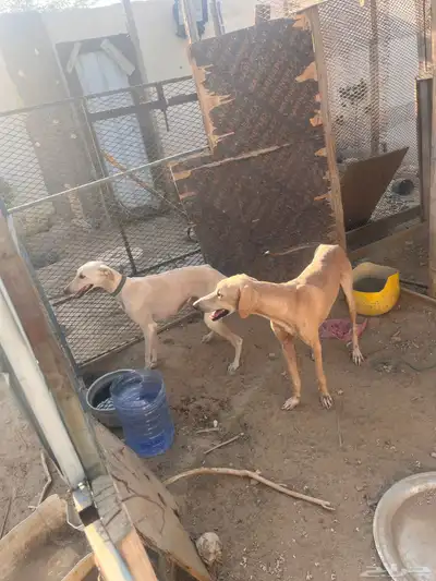 سلوقي للبدل index