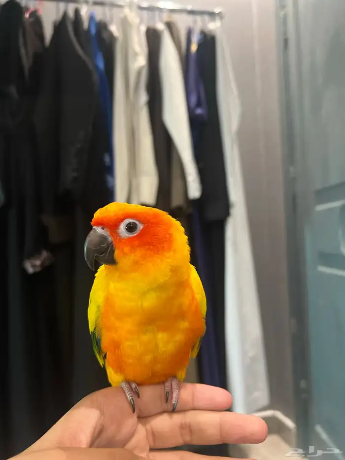 صن كنيور اليف ذكر محلل بشهاده 2