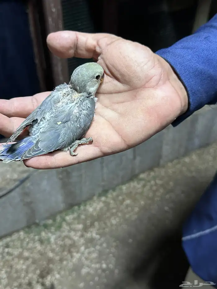 فروخ روز نهايه غر للبيع اليفه جدا 4