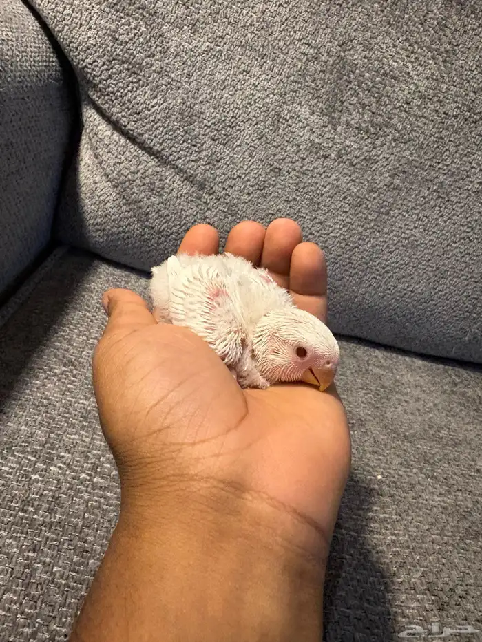 فروخ روز البينو و بلد 3