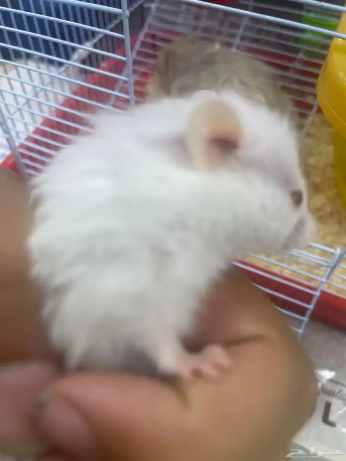 هامستر للبيع 3