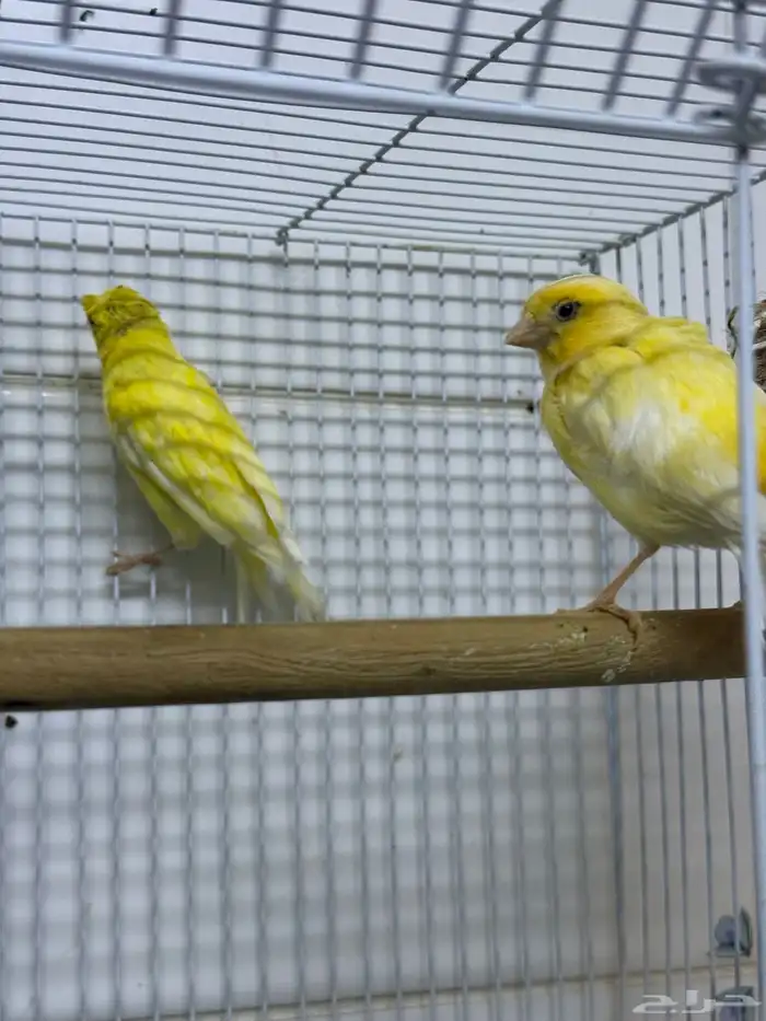 زوج كناري سوري 3