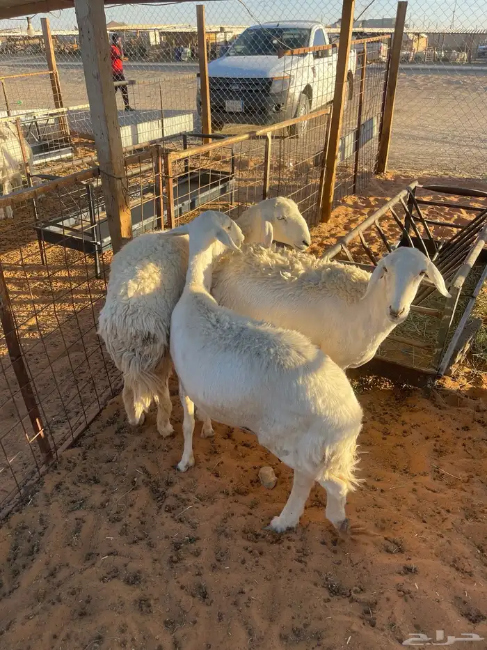 رخال ذبح ومقنوي 2