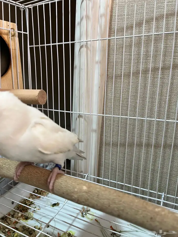 انثى روز البينو 1