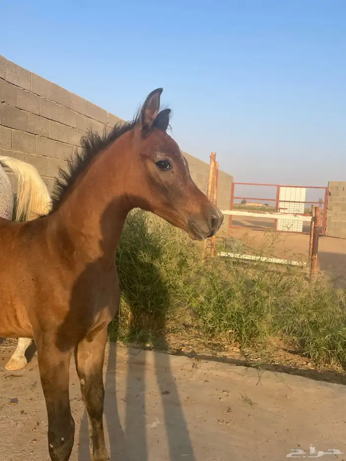 فرس شعبية   مهر 3