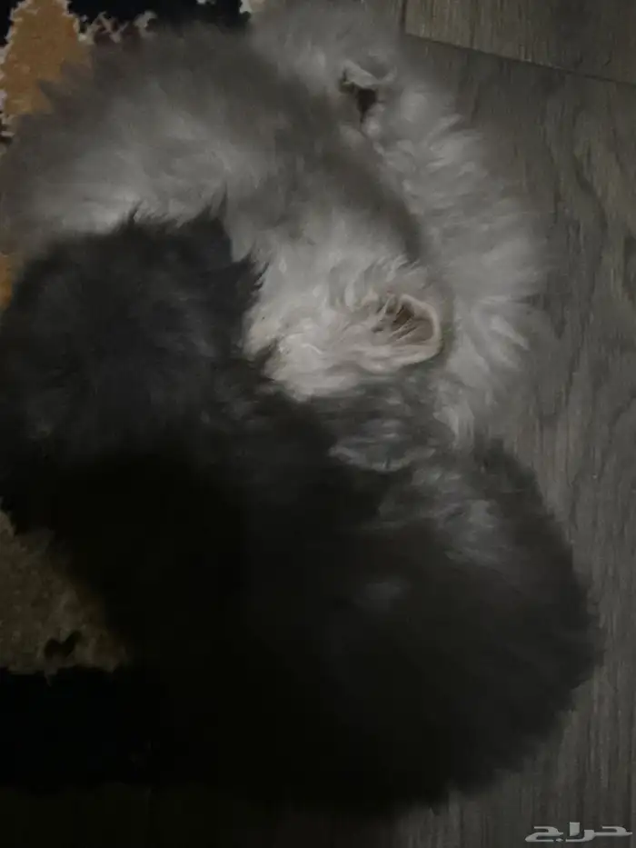 قطط كتن من فصائل أليفه ونظيفه الام حقتهم سكوتش والاب سبيري 2