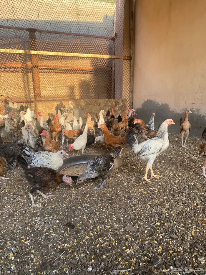 دجاج فراريج للبيع 2