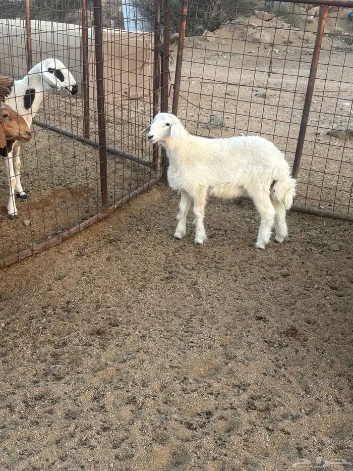 طلي ذبيحه تم البيع 0