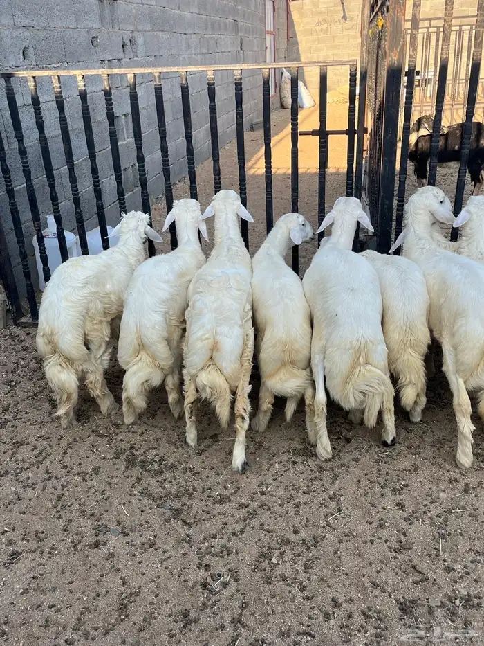 خرفان فواخر تم البيع 2