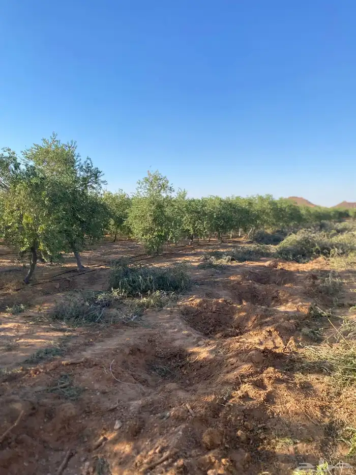 شجر زيتون من المزرعة مباشرة 1