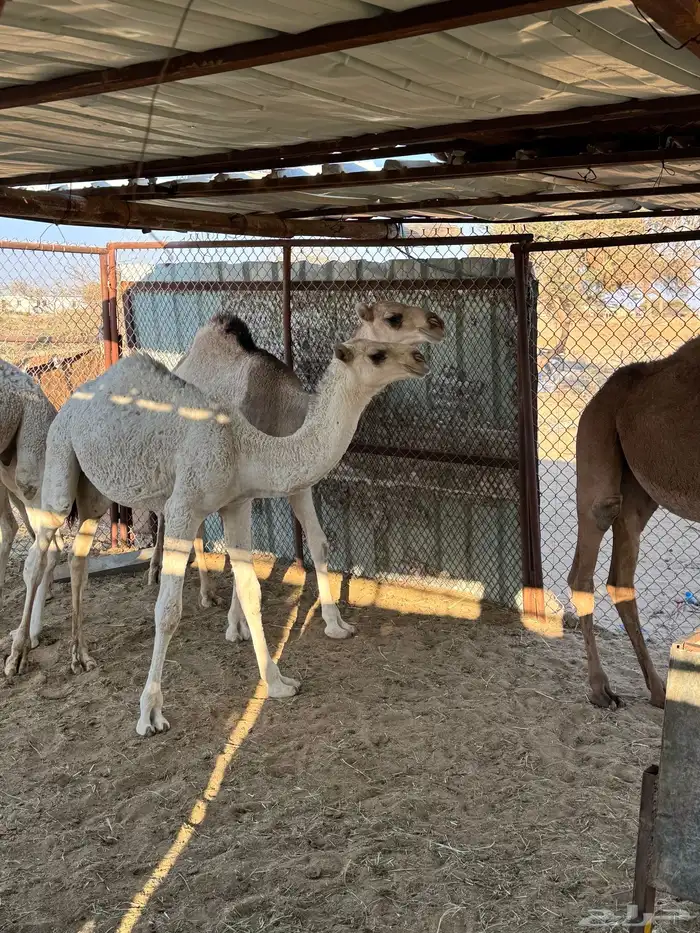 حشو للبيع 10