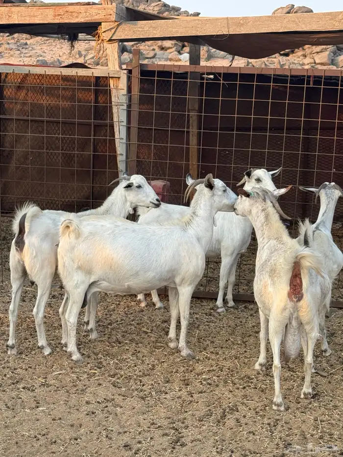 معزا بيشيات دفيع شرط 4