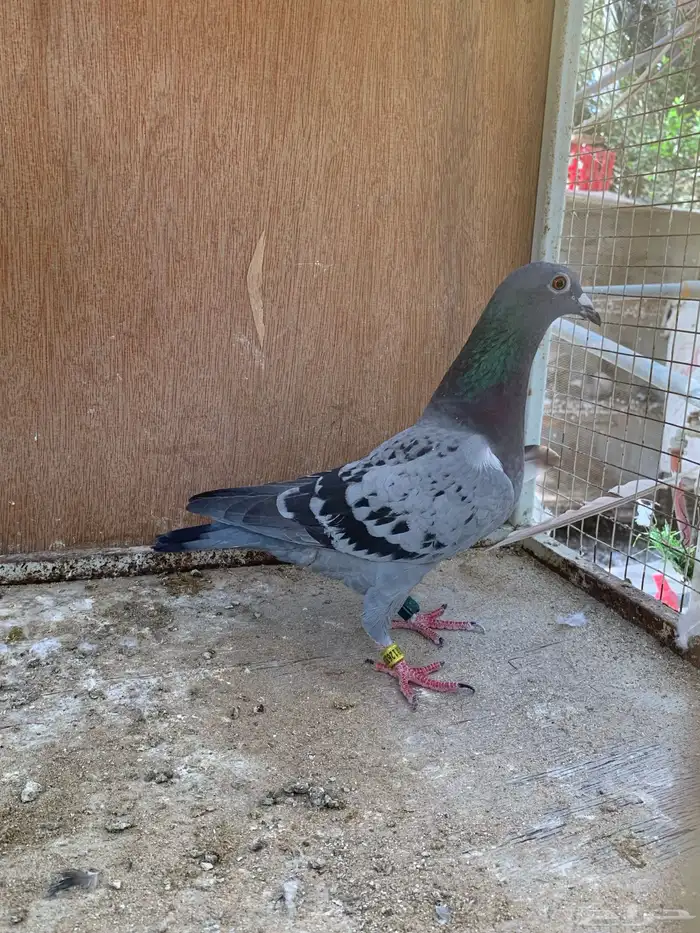 للبيع حمام زاجل سباق 3