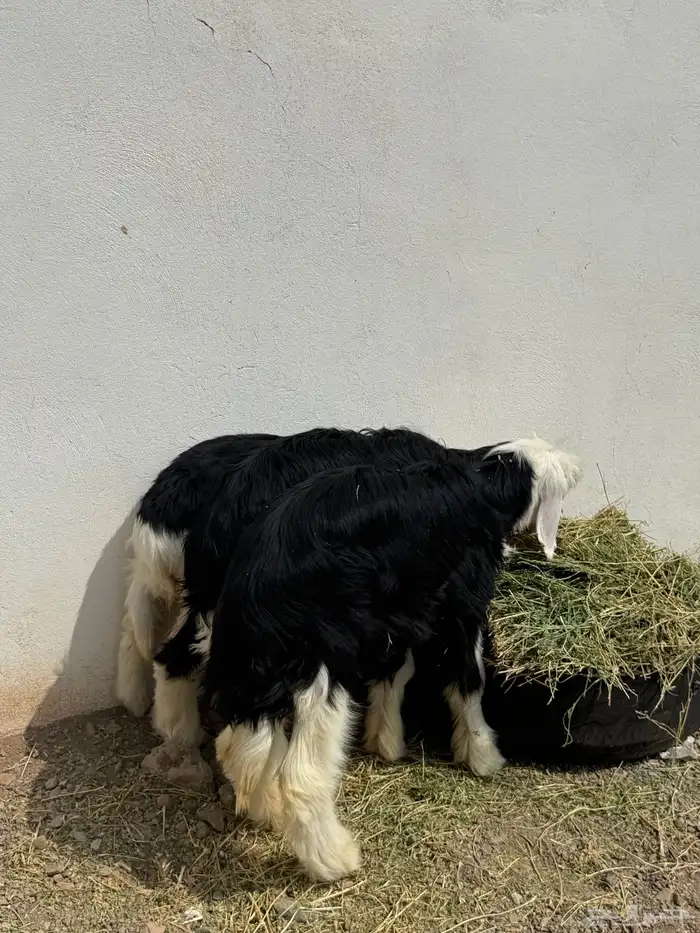 رخال العدد 3 0