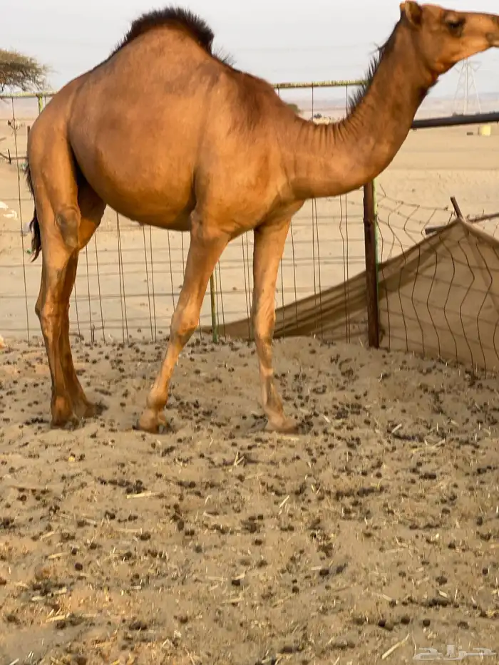 للبيع بكار سواحل 3