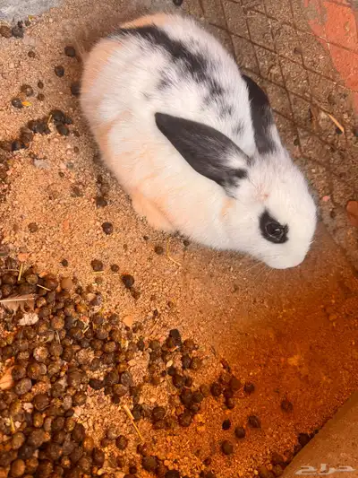 الرانب بلديه index