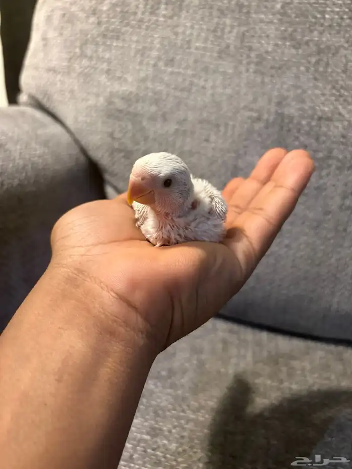 فروخ روز البينو و بلد 5