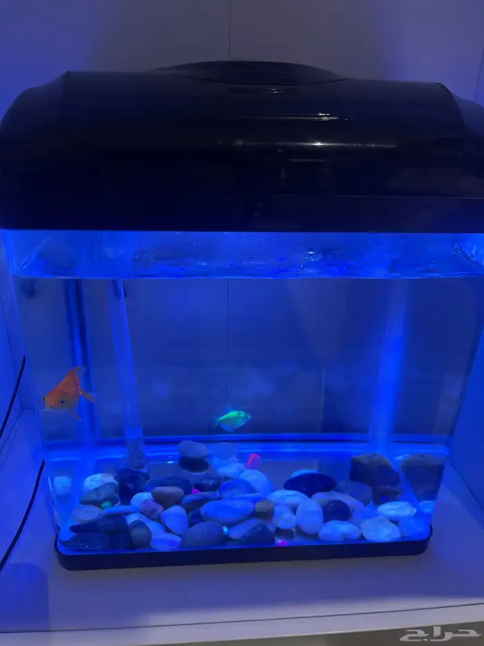 حوض سمك 1